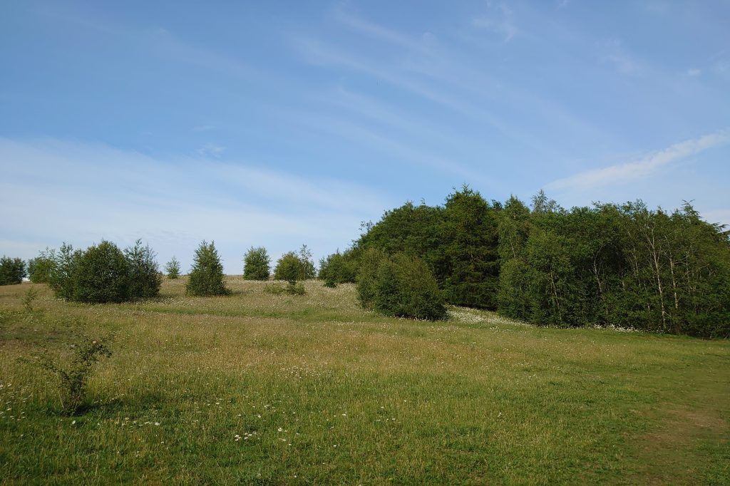 A native meadow and woodland mix on Fallin Bing, restored as a nature reserve with National Lottery funding by Inner Forth Landscape Initiative. Near Stirling in Central Scotland