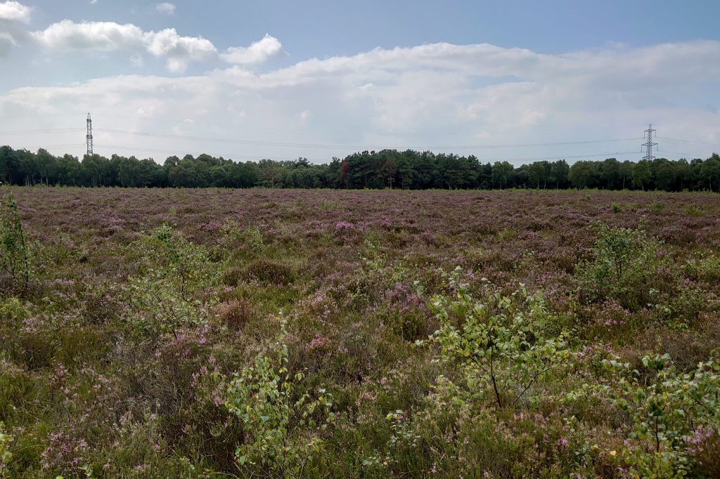 Wester Moss Peat Bog Nature Reserve and SSSI in Fallin near Stirling, Central Scotland. Shows heather, moss and woodland, with electricity pylons in the background
